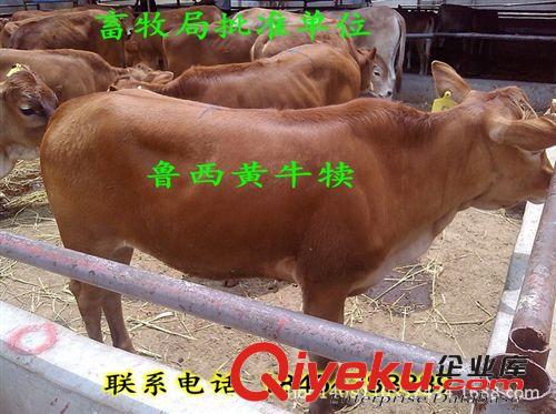 低價出售魯西黃牛 隴南怎樣育肥肉牛