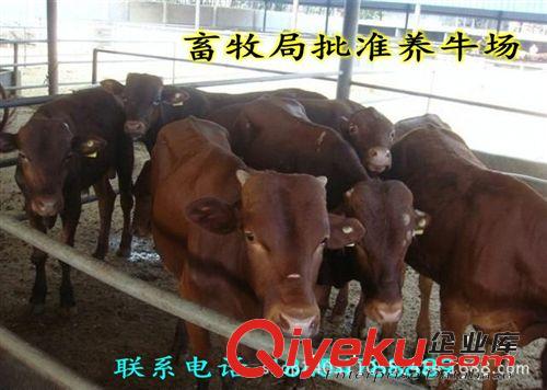 低價出售魯西黃牛 隴南怎樣育肥肉牛原始圖片2
