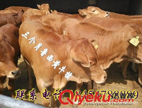 遼寧盤錦市魯西黃牛犢怎么賣