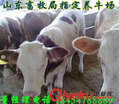 遼寧盤錦市魯西黃牛犢怎么賣原始圖片3