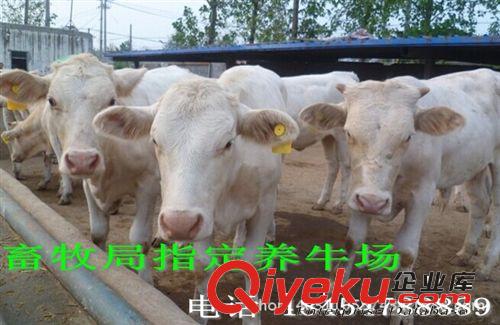 安徽明光市抗病的肉牛品種  夏洛萊牛養殖場