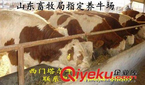安徽明光市抗病的肉牛品種  夏洛萊牛養(yǎng)殖場(chǎng)原始圖片3