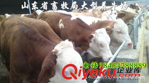 出售魯西黃牛價格  本基地基地牛羊分析原始圖片2