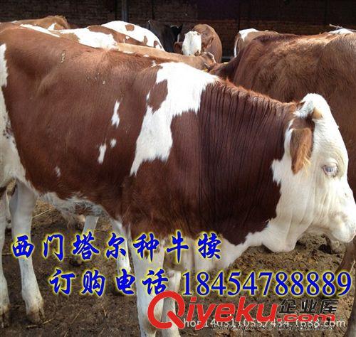 哪里賣利木贊牛 簡陽市現在肉牛市場價格原始圖片2