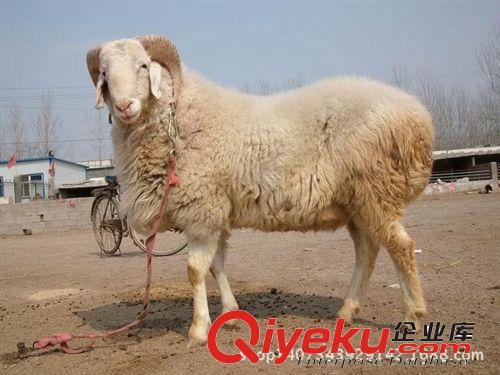 供應(yīng)純種小尾寒羊養(yǎng)殖 雜交小尾寒羊多少錢一只 小尾寒羊價格養(yǎng)羊