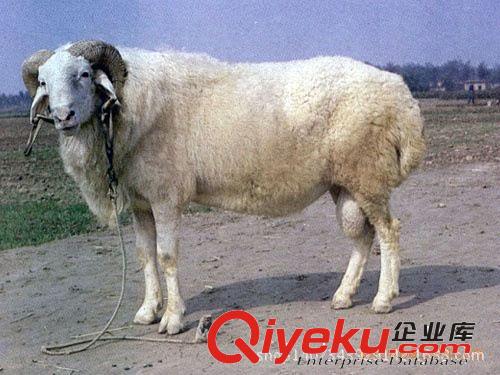 供應(yīng)純種小尾寒羊養(yǎng)殖 雜交小尾寒羊多少錢一只 小尾寒羊價格養(yǎng)羊原始圖片3