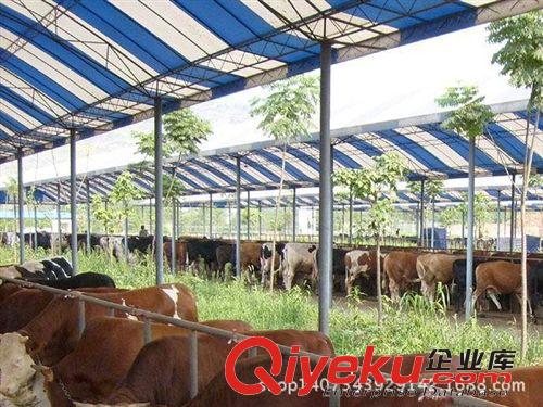 養(yǎng)殖肉牛的成本是多少？ 三元雜交牛肉牛犢多少錢一頭 養(yǎng)牛場原始圖片3