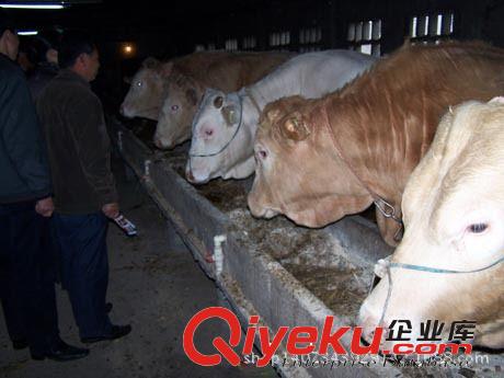 火爆銷售肉牛犢 小黃牛 小肉牛魯西黃牛 肉牛養(yǎng)殖場(chǎng) 歡迎您得到來(lái)