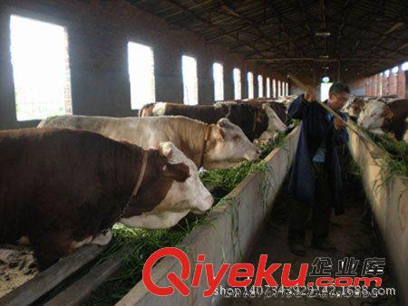 農民想養牛有哪些肉牛品種： 西門塔爾牛 利木贊牛 三元雜交牛等