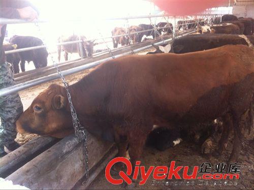 農民想養牛有哪些肉牛品種： 西門塔爾牛 利木贊牛 三元雜交牛等