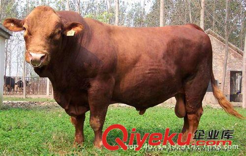 云南改良肉牛犢市場(chǎng)價(jià)格 肉牛養(yǎng)殖場(chǎng) 云南養(yǎng)殖哪種改良肉牛效益高原始圖片3