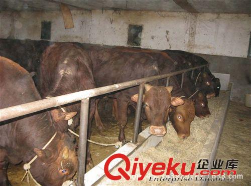 供應到哪里賣牛不騙人，哪里賣牛有保障，山東養牛場原始圖片2