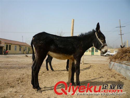 哪里有肉驢養殖場？今年肉驢價格怎樣？肉驢多少錢一頭原始圖片3