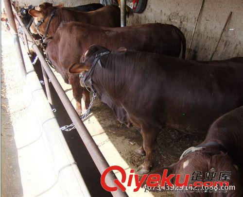 廣西肉牛養殖場，南寧肉牛養殖場，適合南方養殖的肉牛品種？原始圖片2