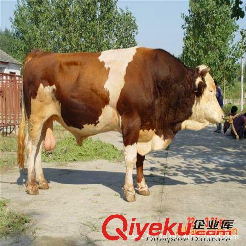 肉驢駒多少錢一頭？肉驢駒哪里的{zh0}/肉驢駒哪來的品質{zh0}