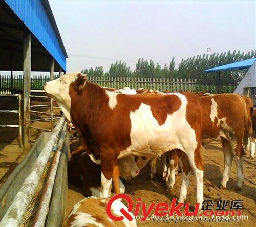 河南肉牛河北肉牛養(yǎng)殖西門塔爾牛養(yǎng)殖場 肉牛價格原始圖片2