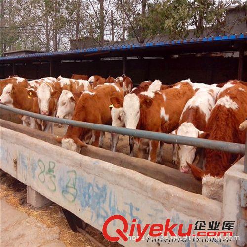 河南肉牛河北肉牛養(yǎng)殖西門塔爾牛養(yǎng)殖場 肉牛價格原始圖片3