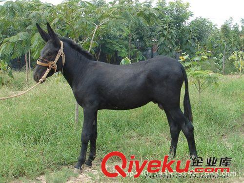 肉驢駒多少錢一頭？肉驢駒哪里的{zh0}/肉驢駒哪來的品質(zhì){zh0}