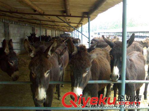 肉驢價(jià)格 三粉驢 烏頭驢 德州驢 關(guān)中驢出售吉林肉驢養(yǎng)殖場(chǎng)原始圖片2