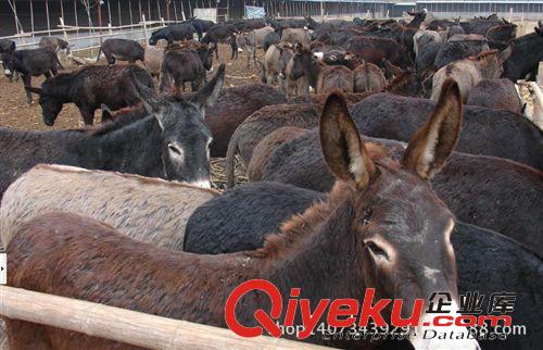 紹興養肉驢賺錢嗎/批發供應肉驢/德州驢肉驢/三粉驢肉驢原始圖片2