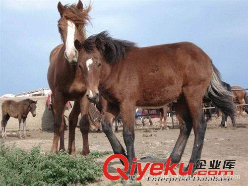 德保矮馬在哪里可以買(mǎi)得到?