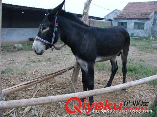 矮馬的價(jià)格 德保矮馬多少錢 遼中縣矮馬的品種原始圖片2