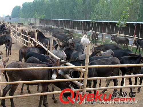 矮馬的價(jià)格 德保矮馬多少錢 遼中縣矮馬的品種原始圖片3
