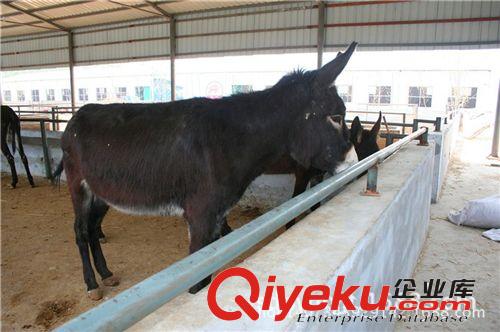 河曲馬價格 三河馬價格 蒙古馬價格 伊犁馬價格 伊犁馬駒價格原始圖片2