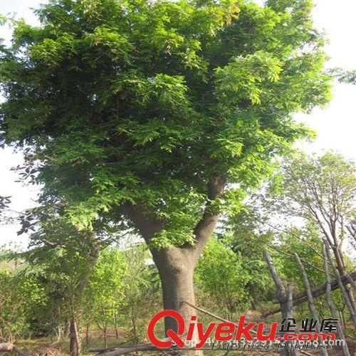 國慶tj優(yōu)質(zhì)國槐 行道樹 綠化喬木批發(fā) 價格實(shí)惠 量大從優(yōu)原始圖片2