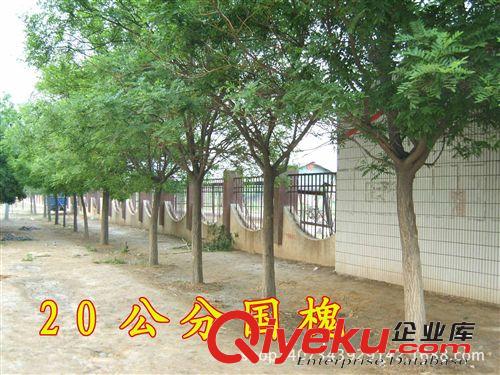 供應 千頭椿 千頭椿價格 綠化苗木 價格實惠 量多從優(yōu)