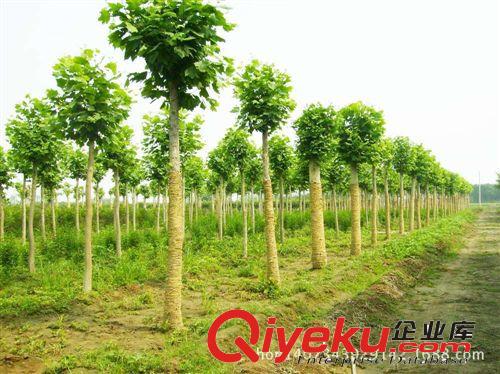 供應 千頭椿 千頭椿價格 綠化苗木 價格實惠 量多從優(yōu)原始圖片2