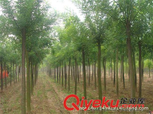 優質山東濟寧國槐 國槐苗 2-20公分國槐樹 速生國槐 10公分國槐