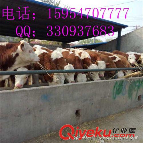 西門塔爾牛犢,架子牛,肉牛犢,公牛犢,湖南適合養殖西門塔爾牛嗎？
