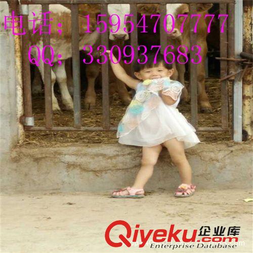 西門塔爾牛犢,架子牛,肉牛犢,公牛犢,內蒙古適合養殖西門塔爾牛嗎