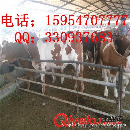 西門塔爾牛犢,架子牛,肉牛犢,公牛犢,湖南適合養殖西門塔爾牛嗎？原始圖片3