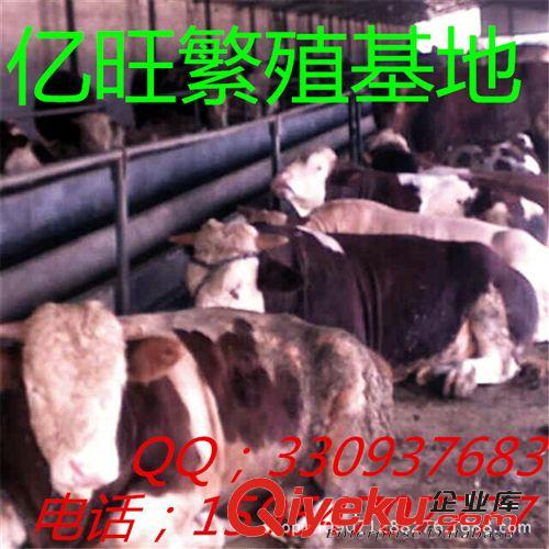 西門塔爾牛犢,架子牛,肉牛犢,公牛犢,內(nèi)蒙古適合養(yǎng)殖西門塔爾牛嗎