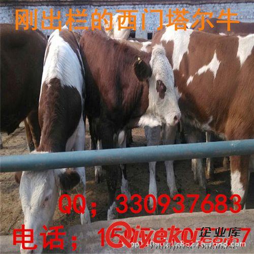 西門塔爾牛犢,架子牛,肉牛犢,公牛犢,內蒙古適合養殖西門塔爾牛嗎