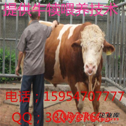西門塔爾牛犢,架子牛,肉牛犢,公牛犢,湖北適合養(yǎng)殖西門塔爾牛嗎？原始圖片2