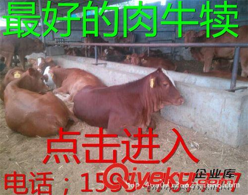 西門塔爾牛犢,架子牛,肉牛犢,公牛犢,湖北適合養(yǎng)殖西門塔爾牛嗎？