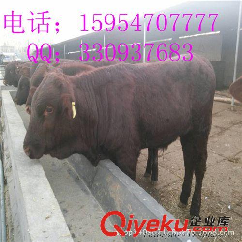 本場推薦【圈養西門塔爾牛牛犢】養殖場-肉質好-增重快-肉率高*