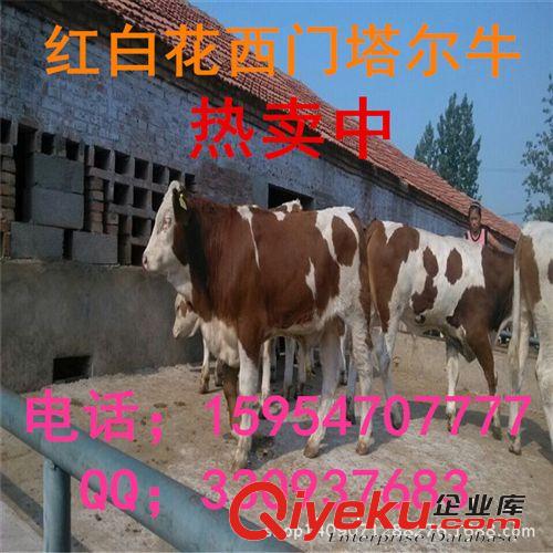 本場推薦【圈養西門塔爾牛牛犢】養殖場-肉質好-增重快-肉率高*