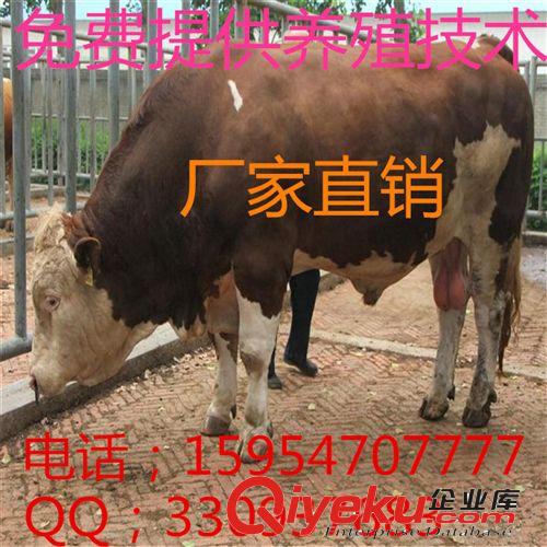 本場推薦【圈養西門塔爾牛牛犢】養殖場-肉質好-增重快-肉率高*原始圖片2