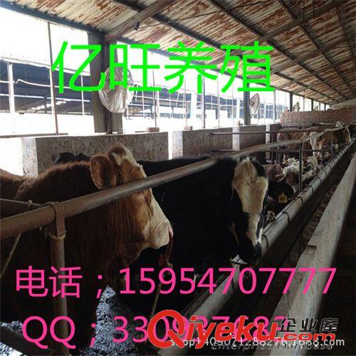 本場推薦【圈養西門塔爾牛牛犢】養殖場-肉質好-增重快-肉率高*原始圖片3