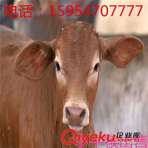 本場推薦【圈養西門塔爾牛牛犢】養殖場-肉質好-增重快-肉率高*