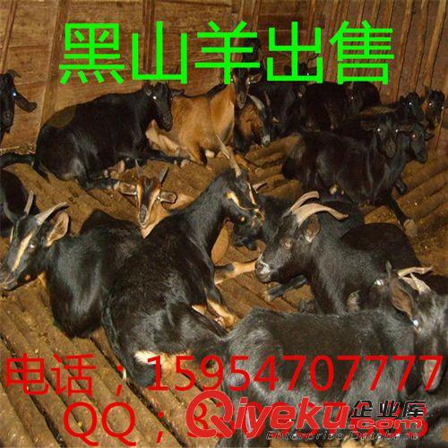 長(zhǎng)期供應(yīng)小尾寒羊商品羊 產(chǎn)仔量高 量大免費(fèi)運(yùn)輸 億旺牧業(yè)*