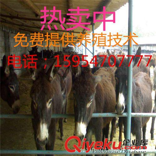 山東億旺養殖場批發肉驢 可簽訂保障訂單，政府作保農戶利益*