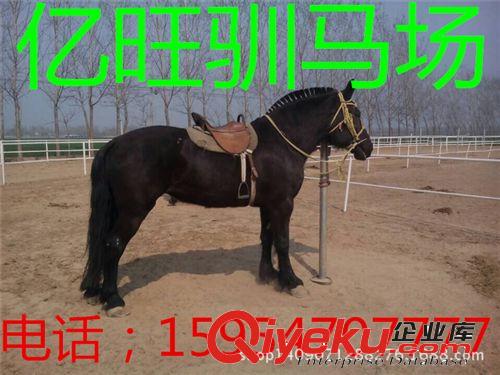 出售矮馬，馬駒，肉馬駒，汗血寶馬，半混血寶馬，騎馬 婚慶馬1原始圖片2