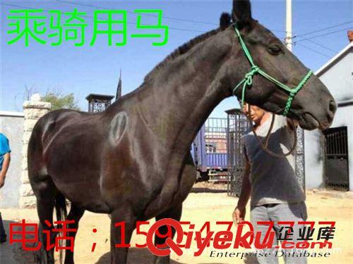 出售矮馬，馬駒，肉馬駒，汗血寶馬，半混血寶馬，騎馬 婚慶馬1原始圖片3