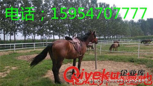 出售矮馬，馬駒，肉馬駒，汗血寶馬，半混血寶馬，騎馬 婚慶馬1