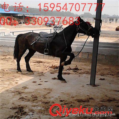 農(nóng)民發(fā)展致富就養(yǎng)阿拉伯馬 蒙古馬 伊犁馬 半血馬 億旺牧業(yè)